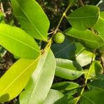 Calophyllum inophyllum Owoc