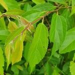 Grewia trichocarpa Hoja