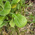 Erigeron pulchellus Leaf