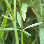 Ranunculus flammula Leaf