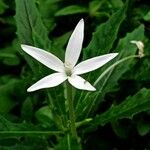 Hippobroma longiflora Flor