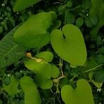 Aristolochia anguicida List