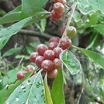 Elaeagnus umbellata Frukt