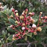 Photinia arbutifolia Плод