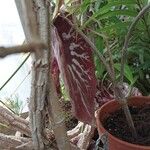 Aristolochia gigantea Flower