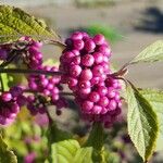 Callicarpa americana 果