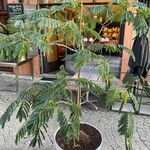 Albizia julibrissin Pokrój