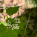 Alliaria petiolata Cvet
