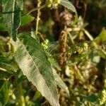 Mercurialis annua पत्ता