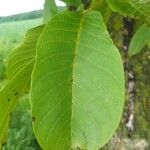 Juglans regiaYaprak