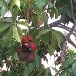 Sterculia foetida Fruit
