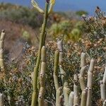 Ceropegia dichotoma Habit