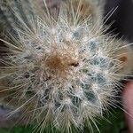 Pilosocereus tillianus Otro