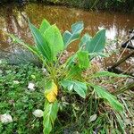 Musella lasiocarpa Hábito
