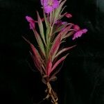 Epilobium conspersum Іншае