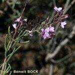 Campylanthus salsoloides Otro