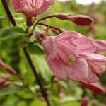 Weigela praecox Virág