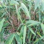 Phyllostachys sulphurea Leaf