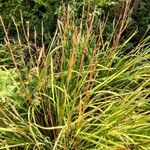 Carex elata Fuelha