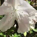 Rhododendron mucronatum Flower