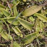 Ophioglossum lusitanicum Habitat