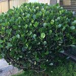 Clusia fluminensis Leaf