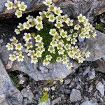 Saxifraga muscoides Bloem