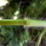 Panicum miliaceum Corteza