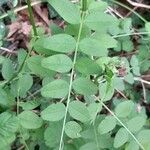 Vicia sepium 葉