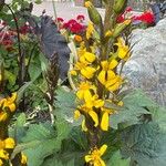 Ligularia stenocephala Flor