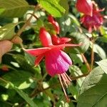 Fuchsia hybrida Blomma