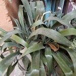 Billbergia nutansLeaf