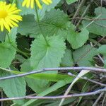 Doronicum columnae Blad