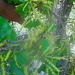 Antidesma messianianum Plante entière