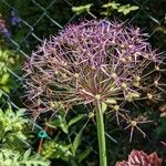 Allium cristophii आदत