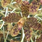 Grammatophyllum speciosum Kita