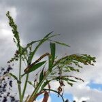Panicum miliaceum Hábito