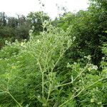 Potentilla recta Habit