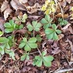 Potentilla canadensis Hoja