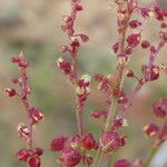 Rumex acetosella Květ