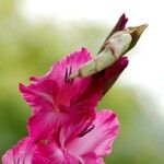 Gladiolus communis Blüte