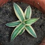 Agave lophantha Листок