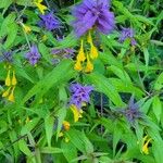 Melampyrum subalpinum Квітка