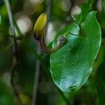 Aristolochia altissima Leaf