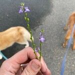 Nuttallanthus canadensis Blüte