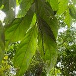 Galearia fulva Leaf