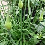 Allium siculum Blüte