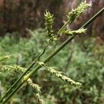 Echinochloa muricata Fruit