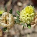 Trifolium campestre Flor