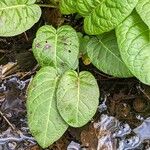 Rumex obtusifolius Folio